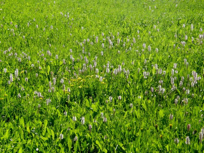 Plantago media (Lamiales - Plantaginaceae) e Phleum sp. (Poaceae)