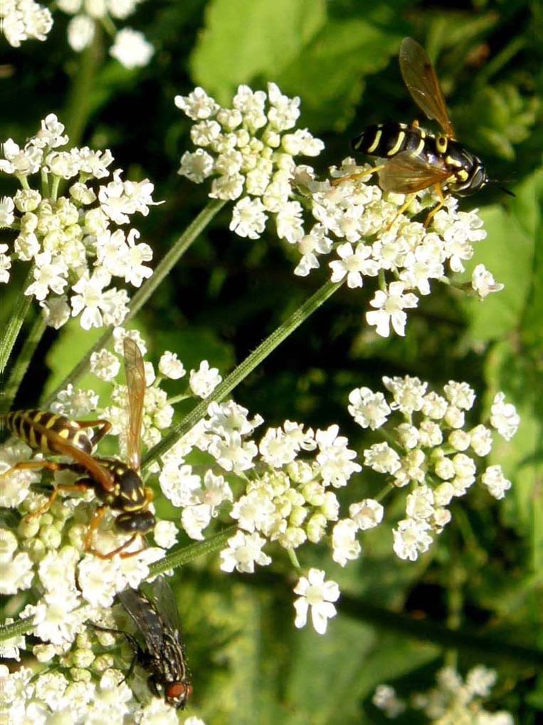 Polistes (Sulcopolistes) sp.  e Vespula sp. (cfr)