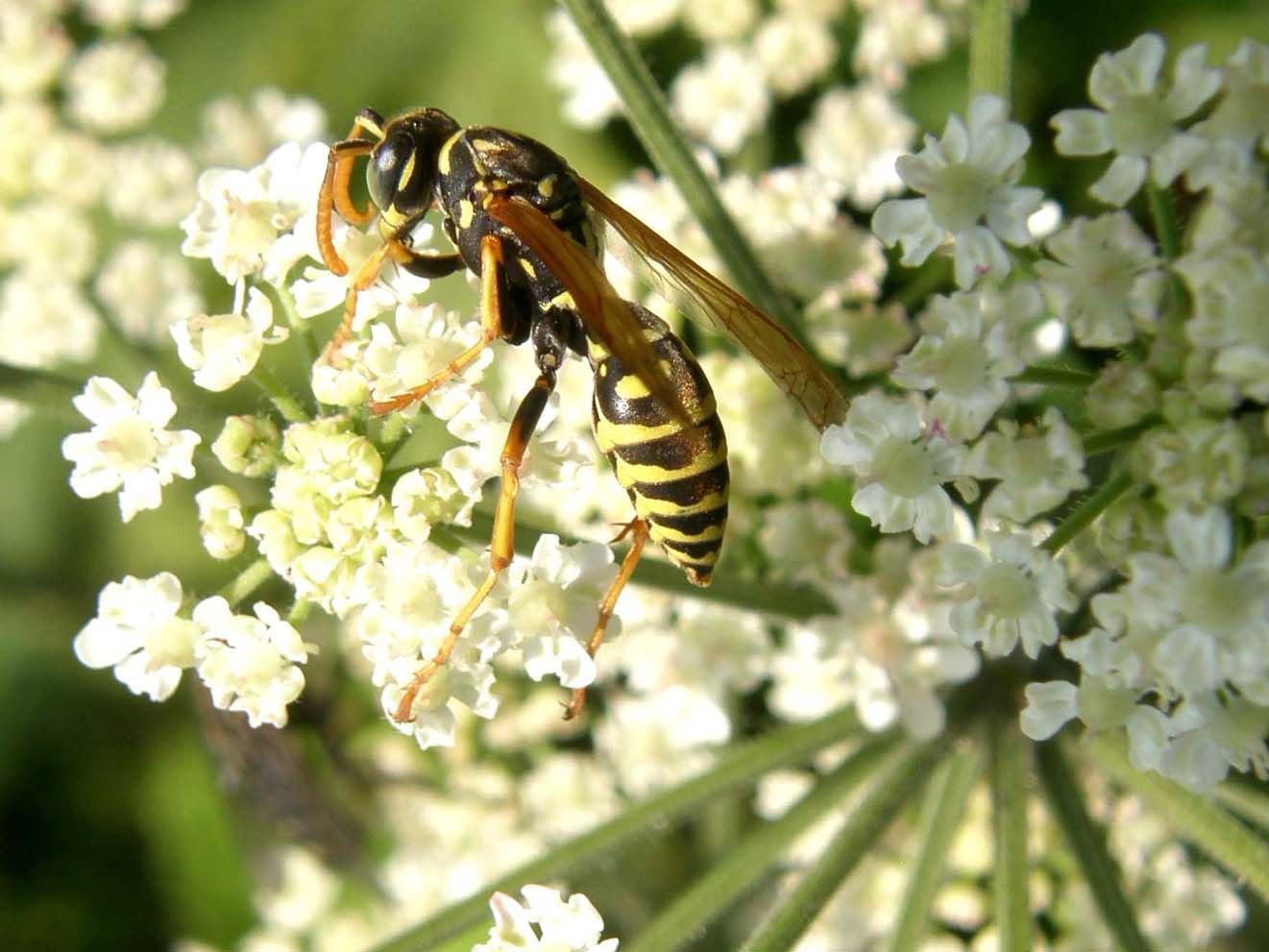 Polistes (Sulcopolistes) sp.  e Vespula sp. (cfr)