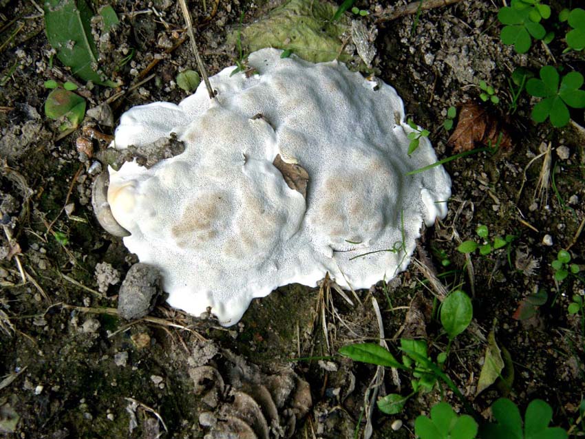 A volte ritornano... (Ganoderma resinaceum)