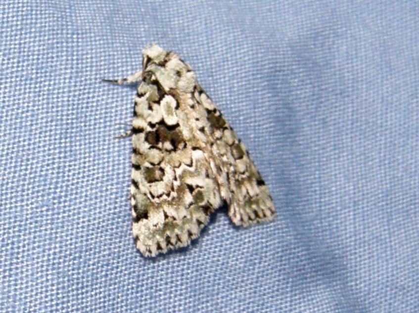 Falena variegata