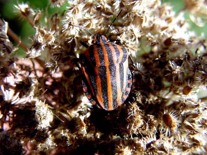 Graphosoma lineatum da... un''insolita inquadratura