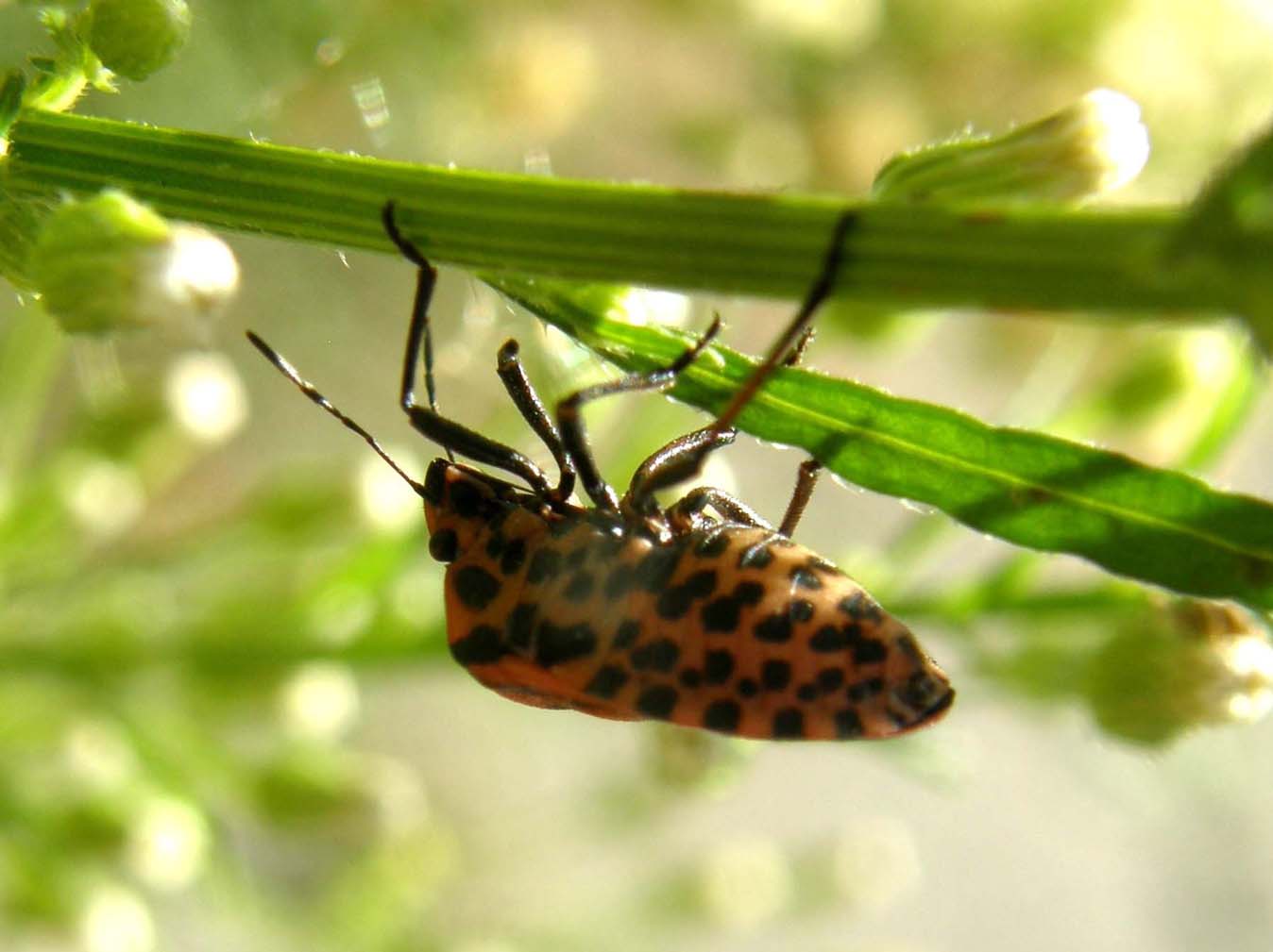 Graphosoma lineatum da... un''insolita inquadratura