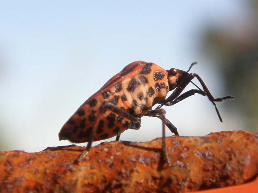 Graphosoma lineatum da... un''insolita inquadratura