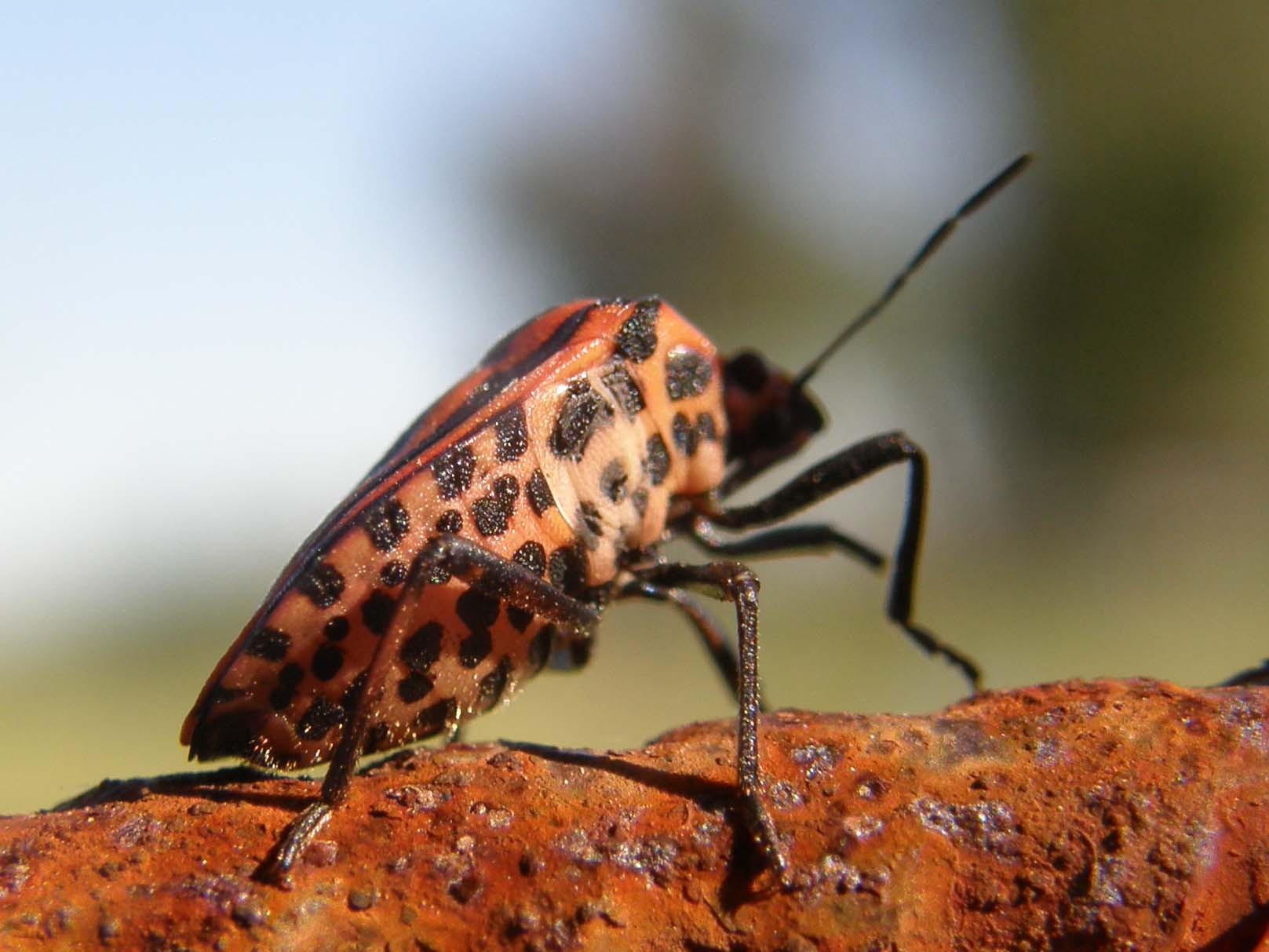 Graphosoma lineatum da... un''insolita inquadratura