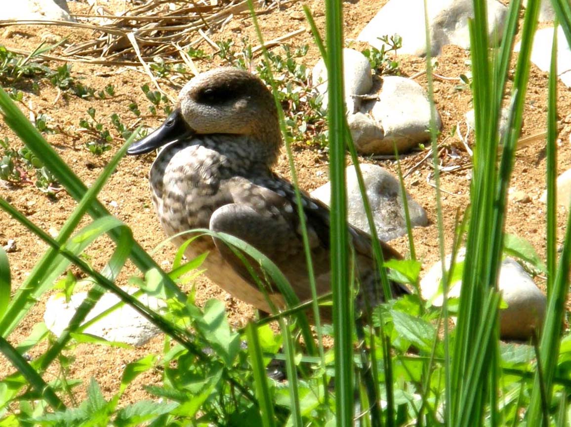 Anatra da identificare: Anatra marmorizzata (Marmaronetta angustirostris)