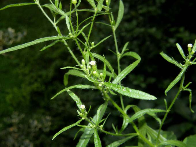 Erigeron canadensis