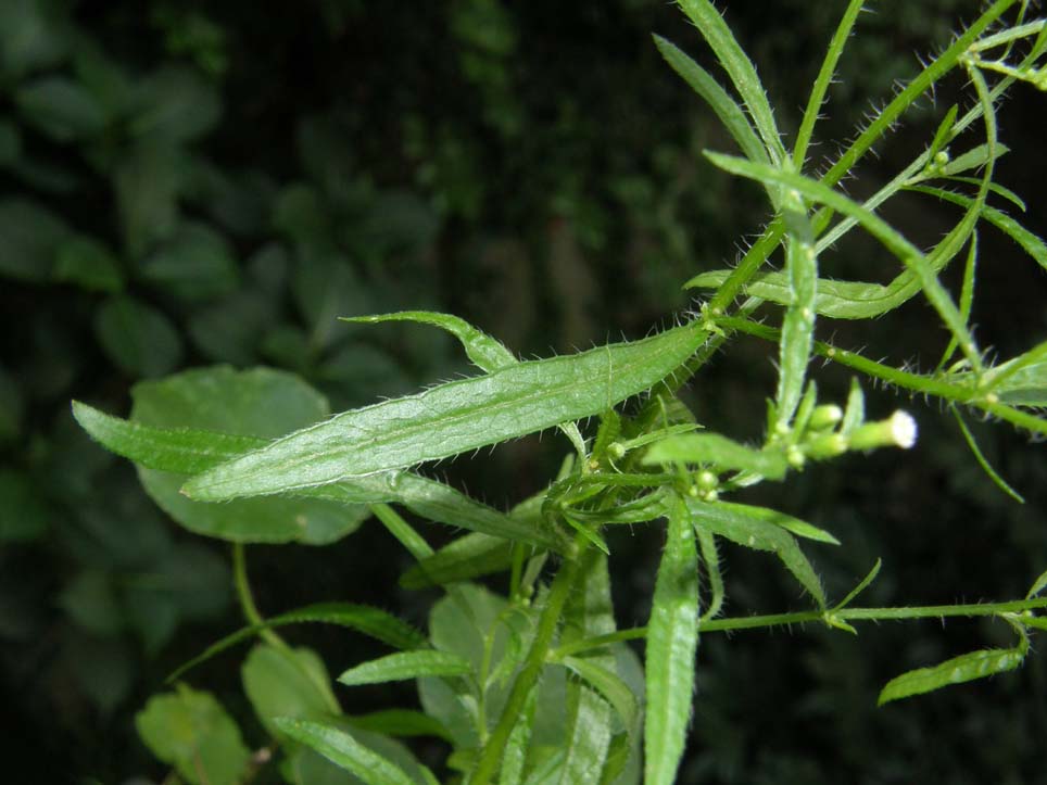 Erigeron canadensis