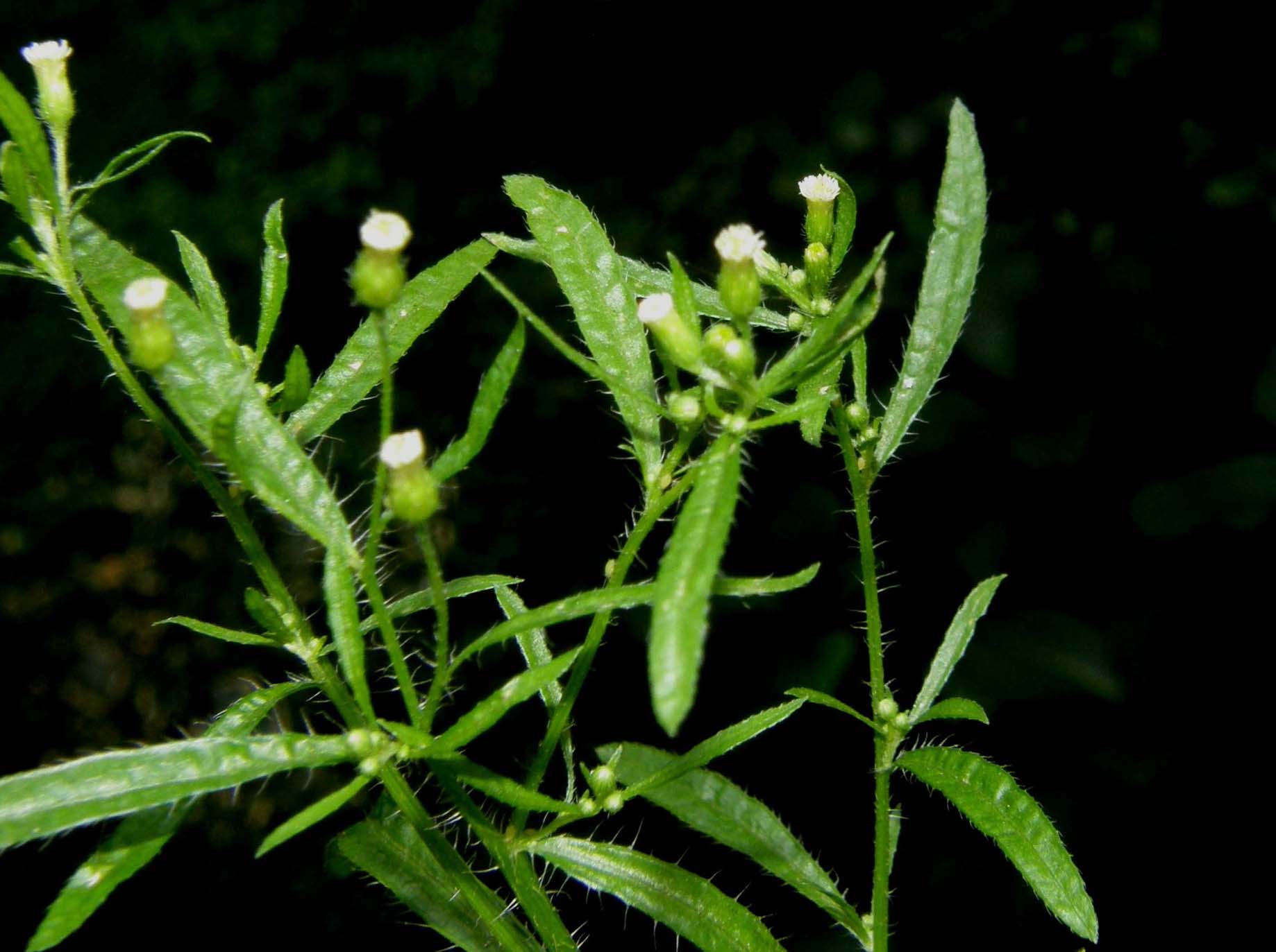 Erigeron canadensis