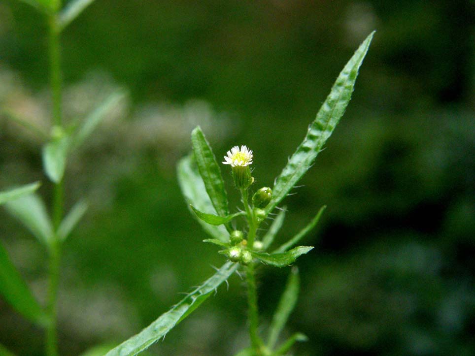 Erigeron canadensis