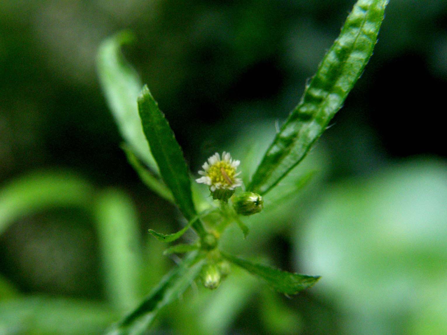 Erigeron canadensis