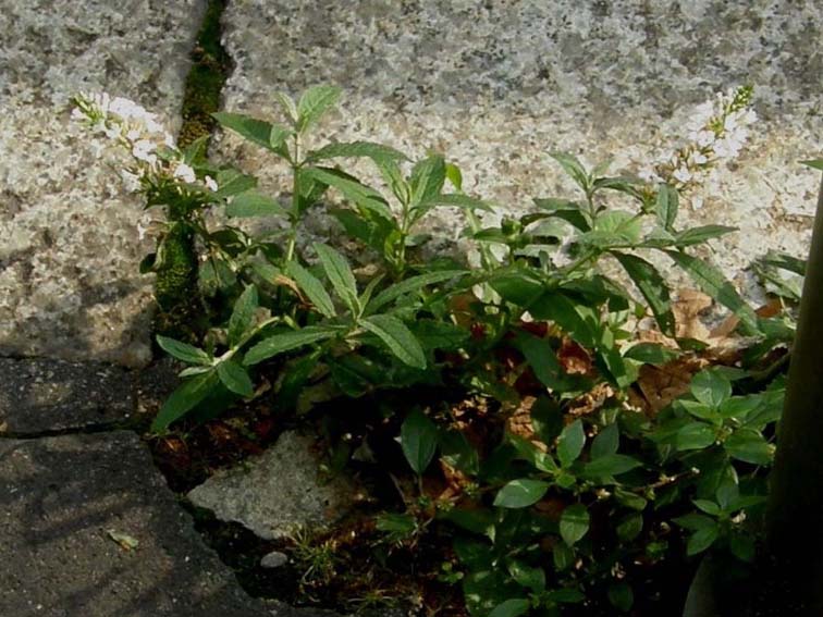 Alla base di un paracarro - Buddleja davidii var. alba