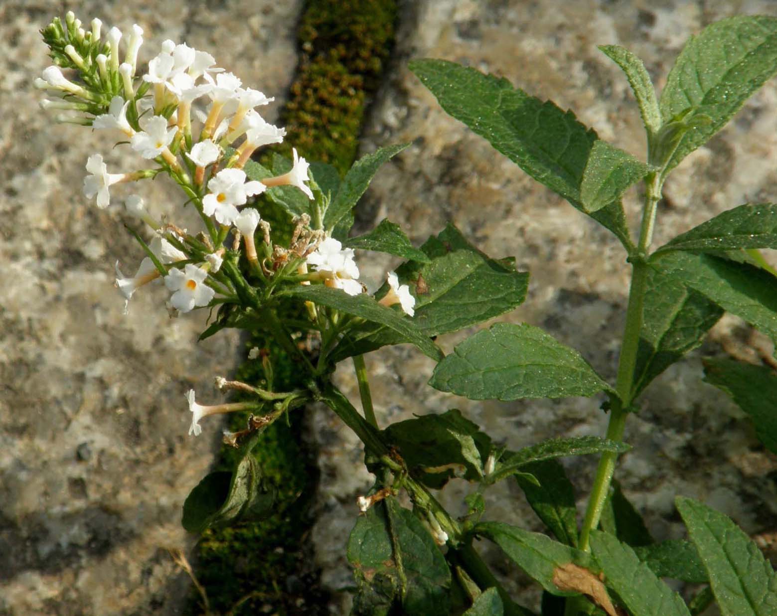 Alla base di un paracarro - Buddleja davidii var. alba