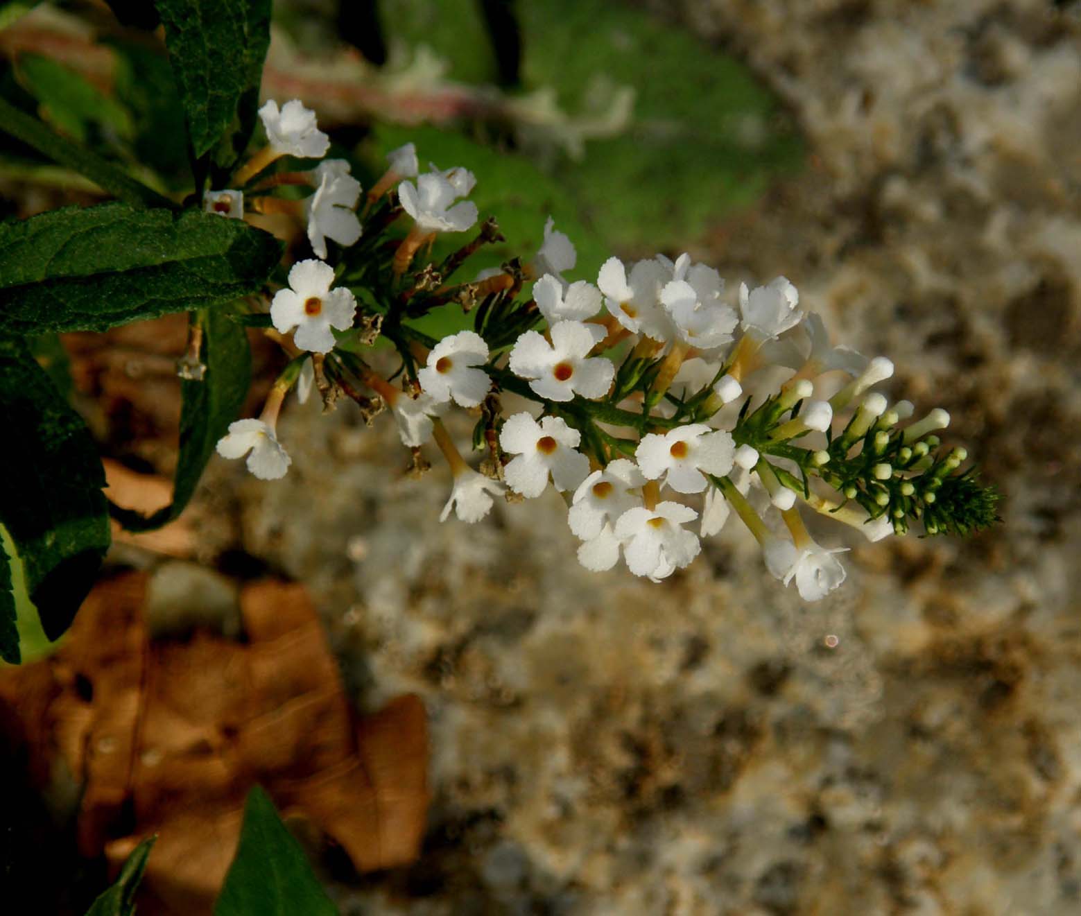 Alla base di un paracarro - Buddleja davidii var. alba