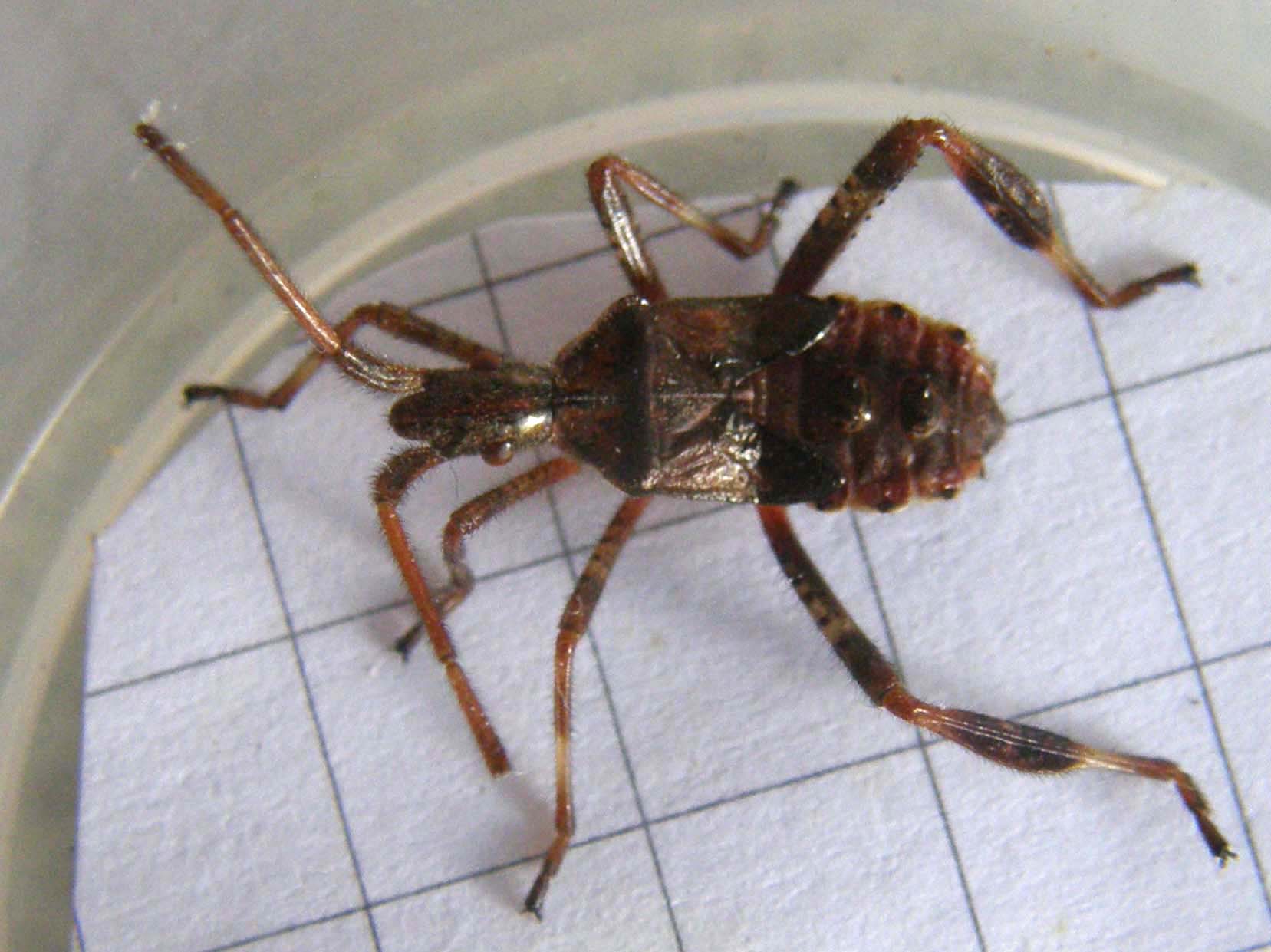 Ninfa di Leptoglossus occidentalis