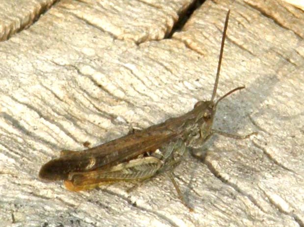 Chorthippus (Glyptobothrus) sp