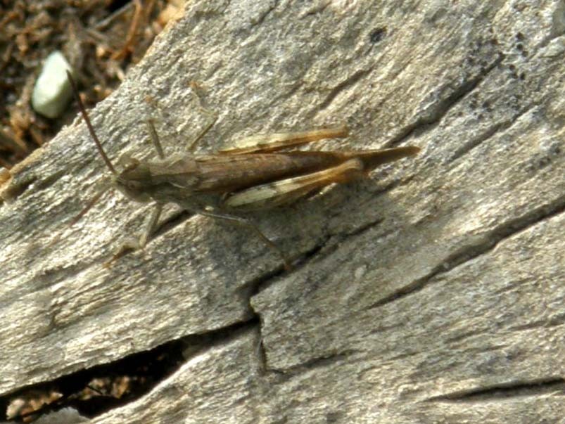 Chorthippus (Glyptobothrus) sp