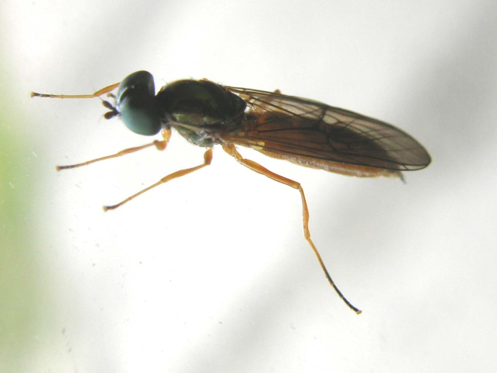 Stratiomyidae: Sargus bipunctatus