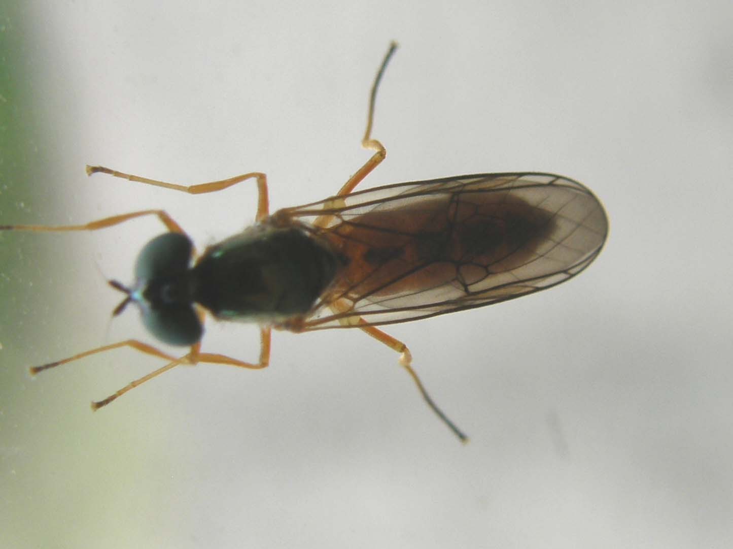 Stratiomyidae: Sargus bipunctatus