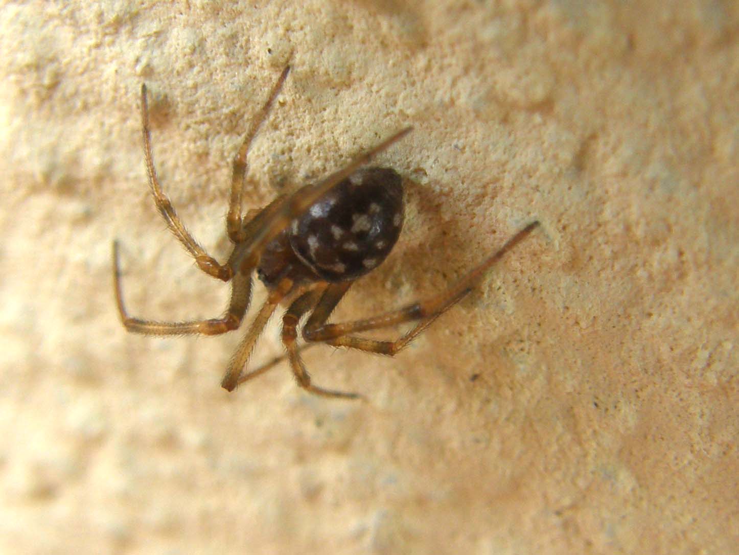 Addome nero a macchie bianche (Steatoda triangulosa)