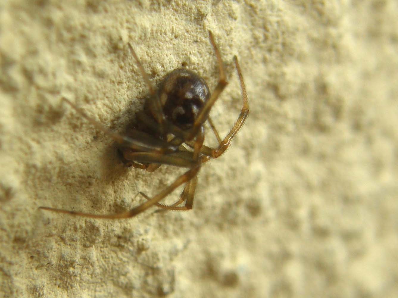 Addome nero a macchie bianche (Steatoda triangulosa)