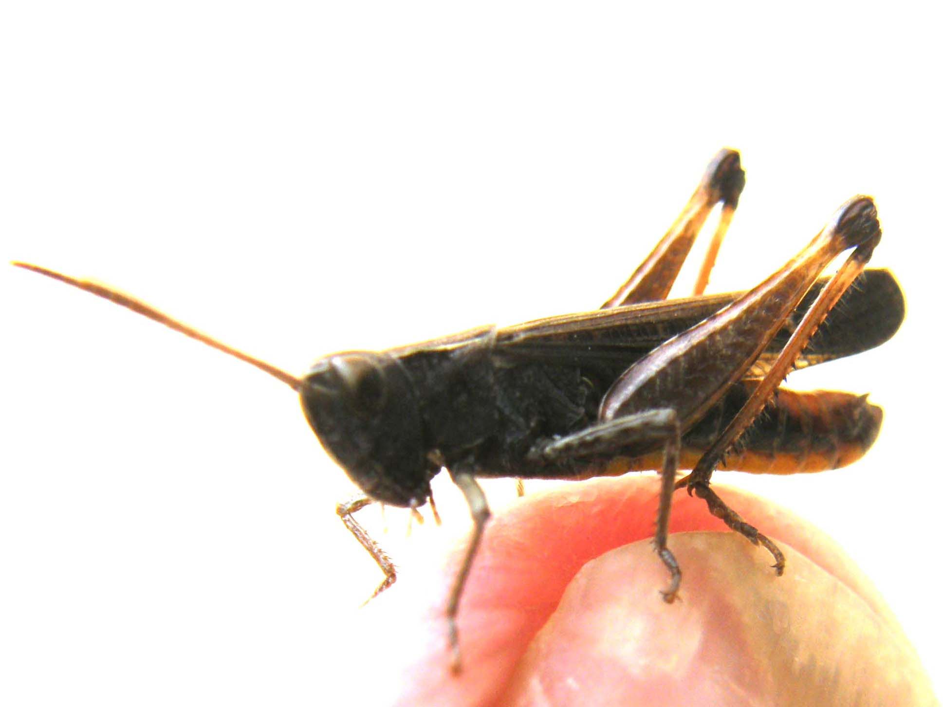 Altra Acrididae da identificare - Omocestus rufipes