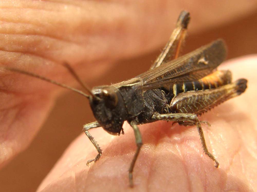 Altra Acrididae da identificare - Omocestus rufipes