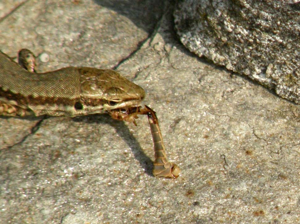 Il pasto della lucertola