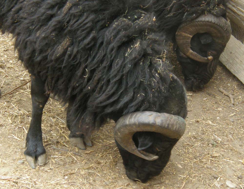 Che capre sono? Pecore di razza Shetland