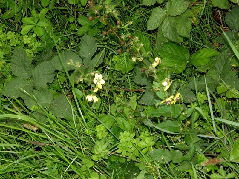 Fiore (e frutti) - Verbascum blattaria