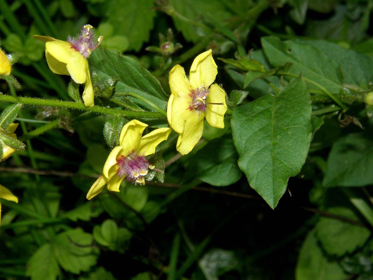 Fiore (e frutti) - Verbascum blattaria