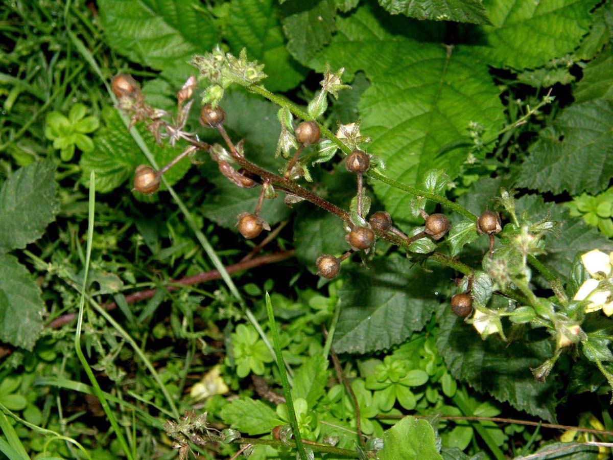 Fiore (e frutti) - Verbascum blattaria