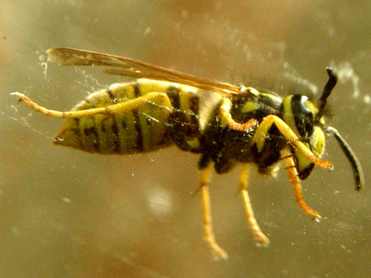 Vespula germanica