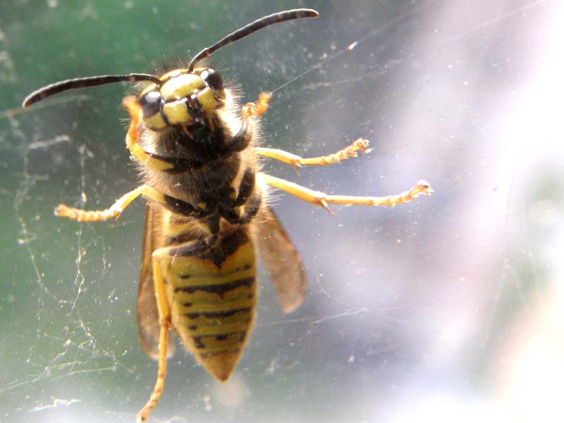 Vespula germanica