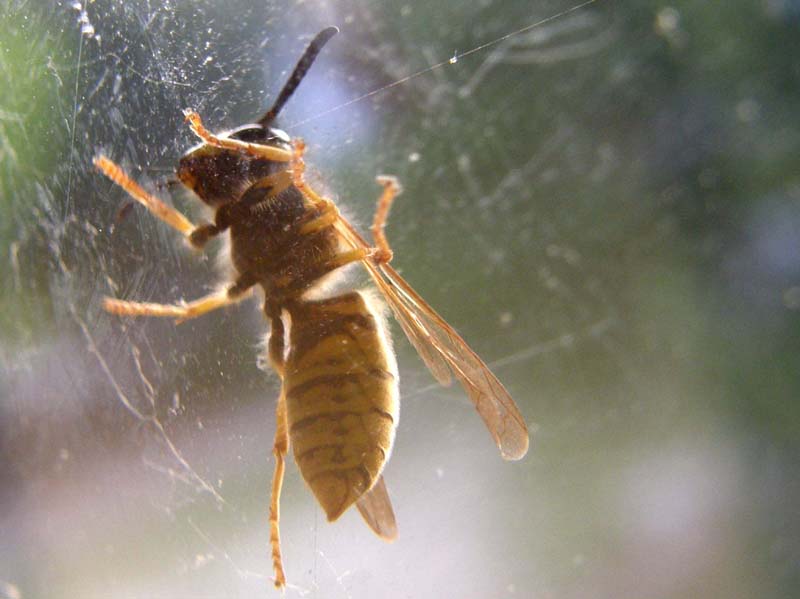 Vespula germanica