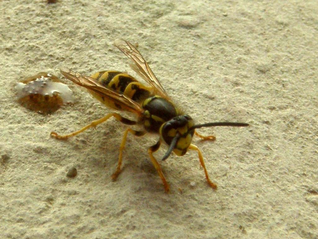 Vespula germanica