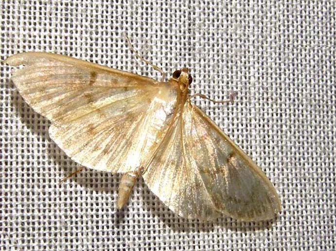 Ennesima falena casalinga da identificare