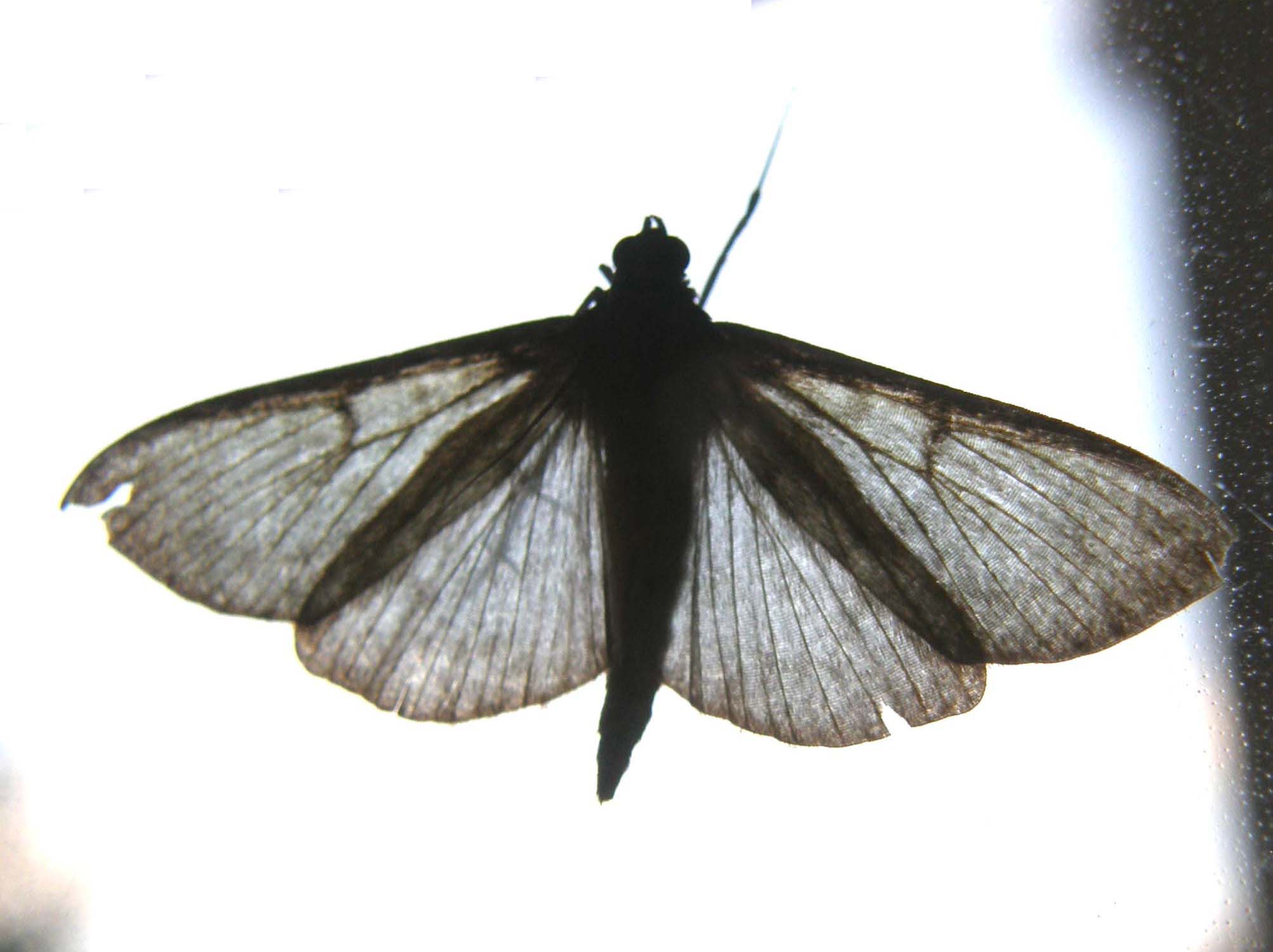 Ennesima falena casalinga da identificare