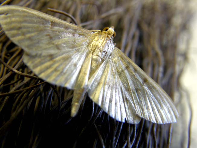 Ennesima falena casalinga da identificare