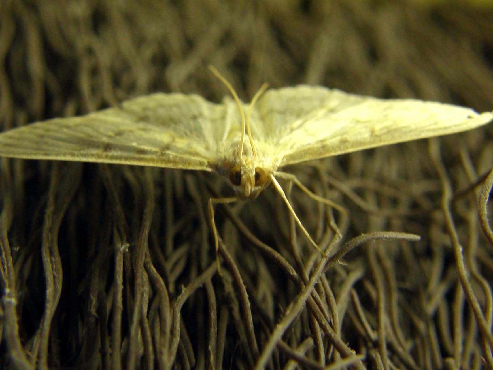 Ennesima falena casalinga da identificare