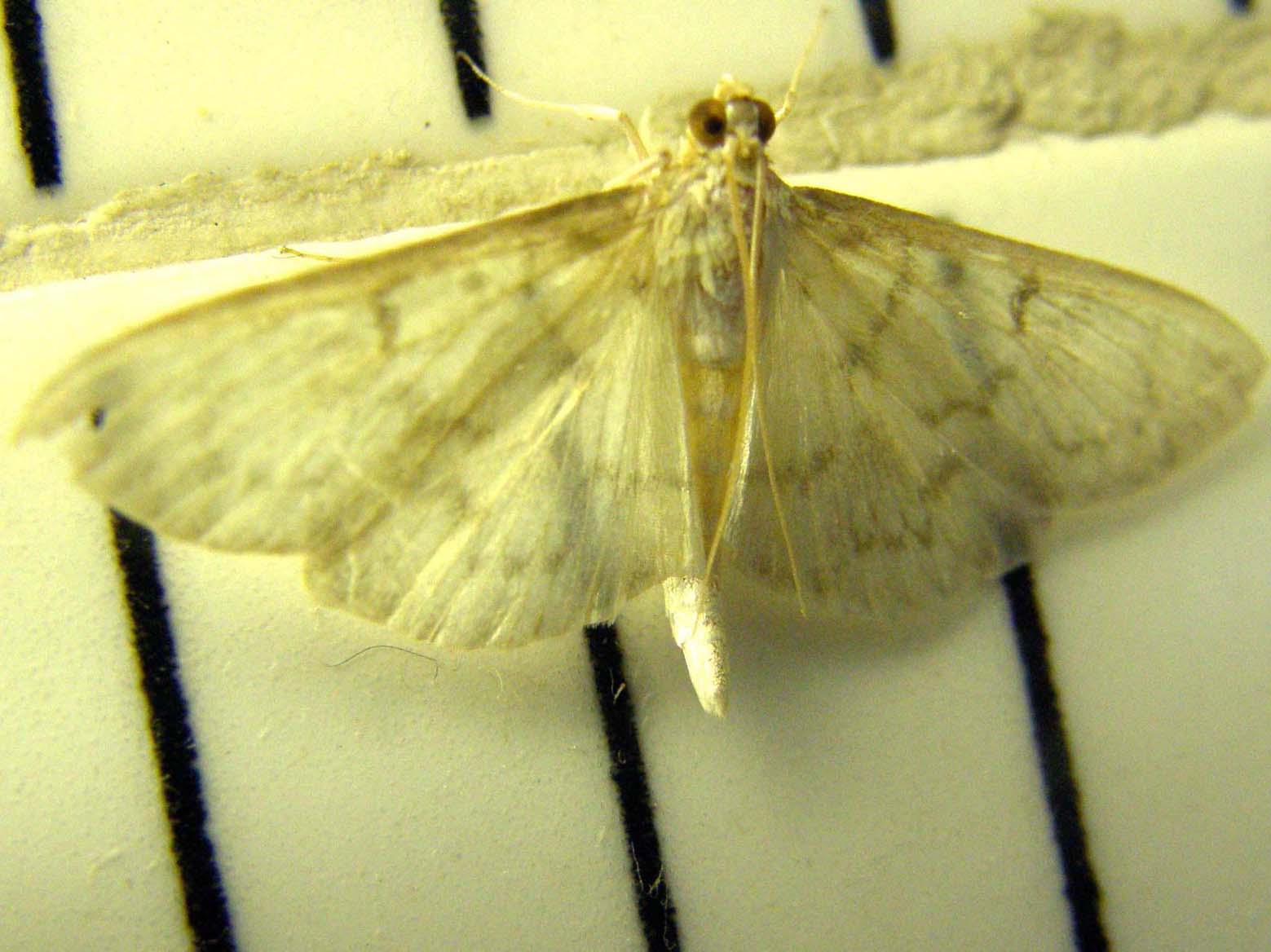 Ennesima falena casalinga da identificare