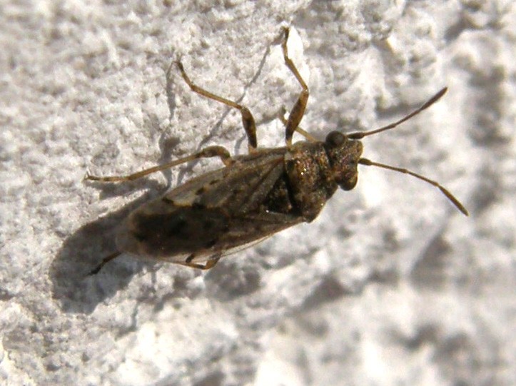 Nysius sp.