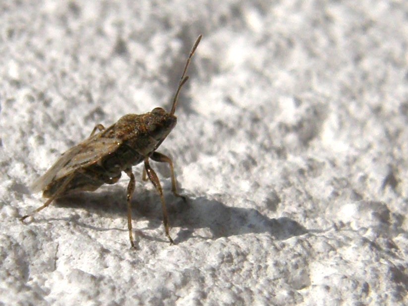 Nysius sp.