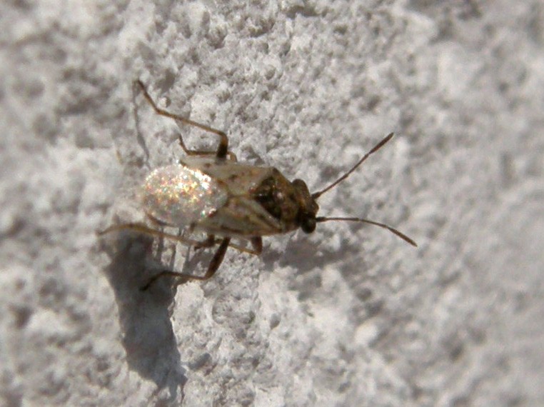 Nysius sp.