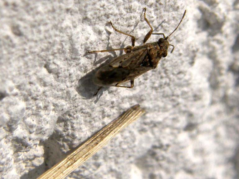 Nysius sp.