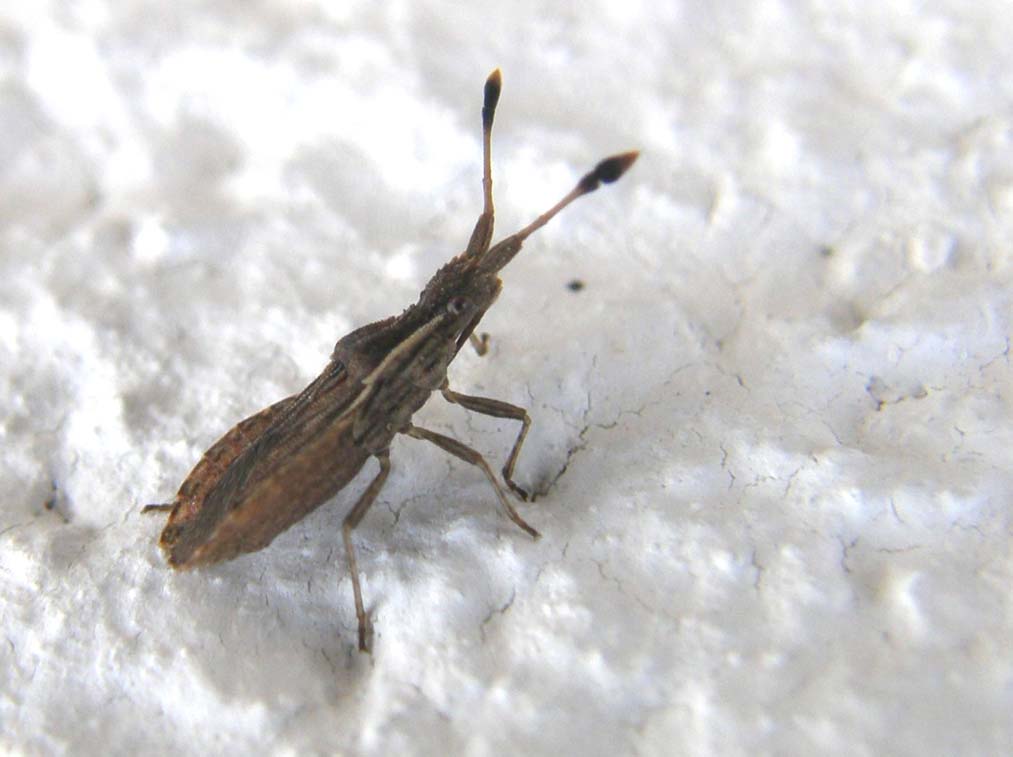 Spathocera sp.