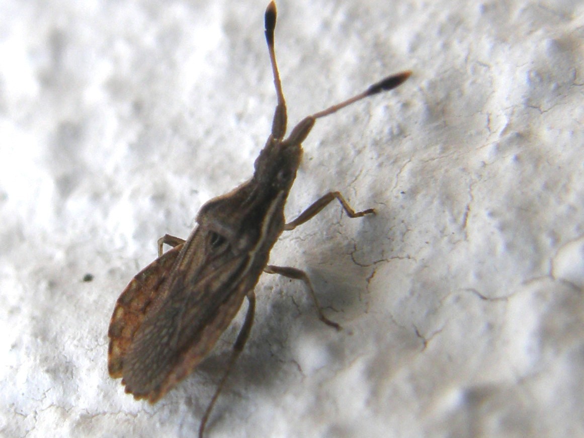 Spathocera sp.