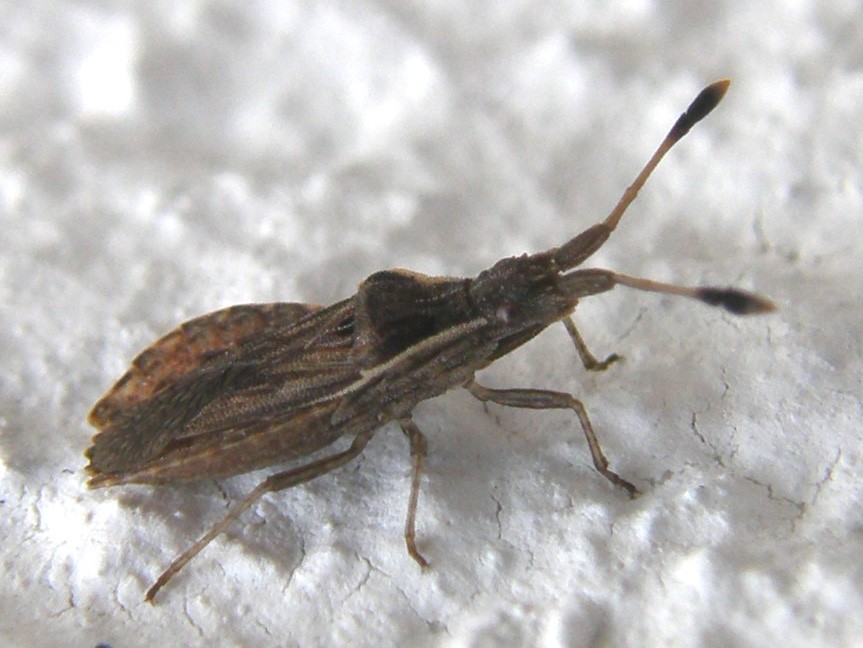 Spathocera sp.