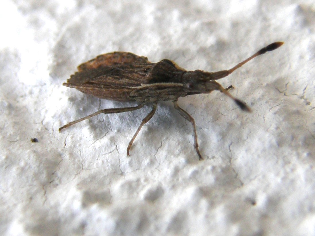 Spathocera sp.