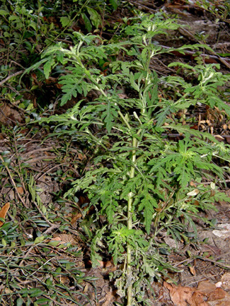 Ambrosia artemisiifolia (Asteraceae)